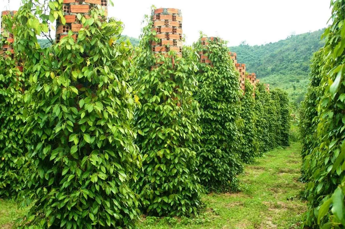 Vườn ti&ecirc;u Ph&uacute; Quốc &ndash; V&agrave;ng đen tr&ecirc;n đảo Ngọc 3
