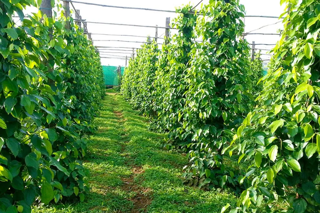 Vườn ti&ecirc;u Ph&uacute; Quốc &ndash; V&agrave;ng đen tr&ecirc;n đảo Ngọc 2