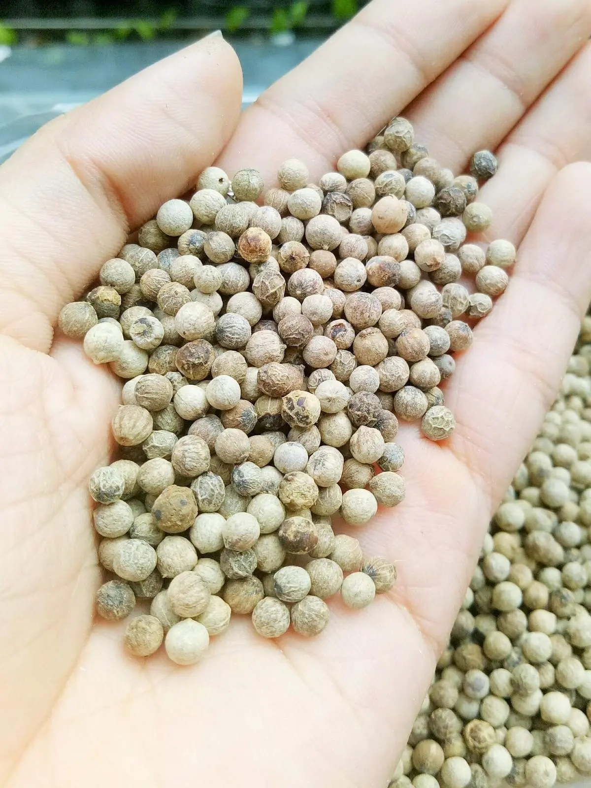 Vườn ti&ecirc;u Ph&uacute; Quốc &ndash; V&agrave;ng đen tr&ecirc;n đảo Ngọc 13