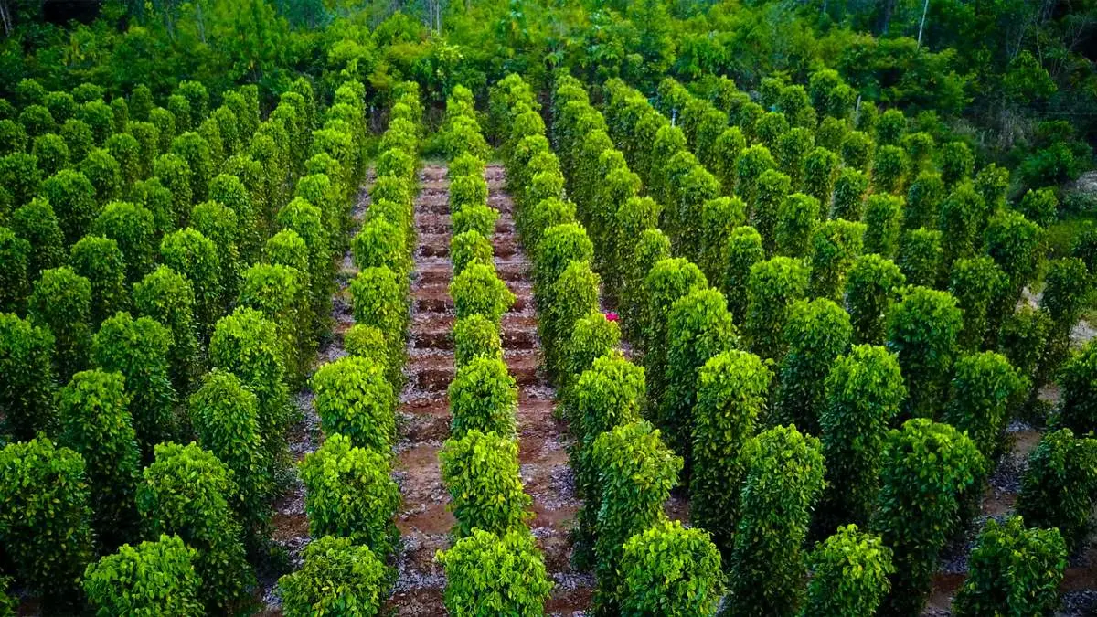 Hướng dẫn đường đi l&agrave;ng ch&agrave;i H&agrave;m Ninh Ph&uacute; Quốc 7