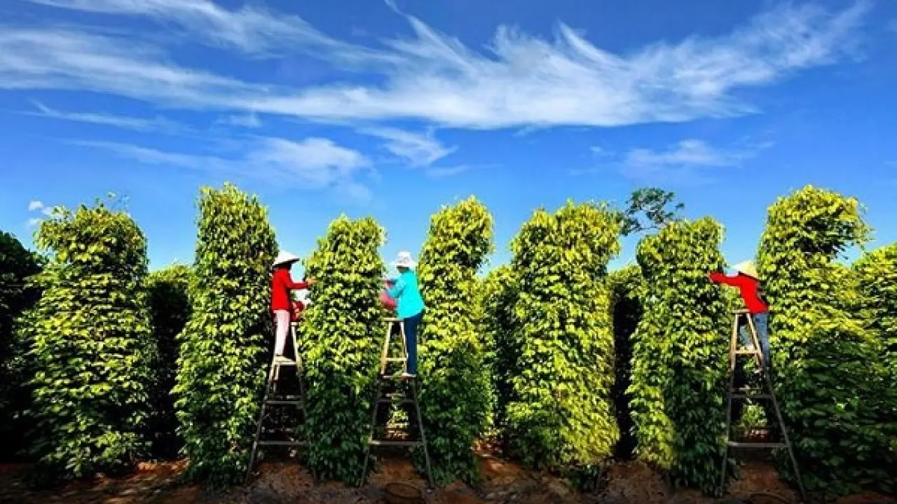 Lịch tr&igrave;nh kh&aacute;m ph&aacute; Ph&uacute; Quốc 2 ng&agrave;y 1 đ&ecirc;m - Những ph&uacute;t gi&acirc;y thoải m&aacute;i tr&ecirc;n đảo Ngọc 11