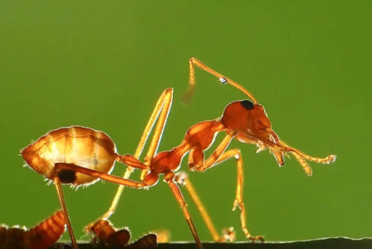 Đặc sản muối kiến v&agrave;ng Ph&uacute; Y&ecirc;n &ndash; Nghe th&igrave; gh&ecirc;, nhưng ăn l&agrave; m&ecirc; 5