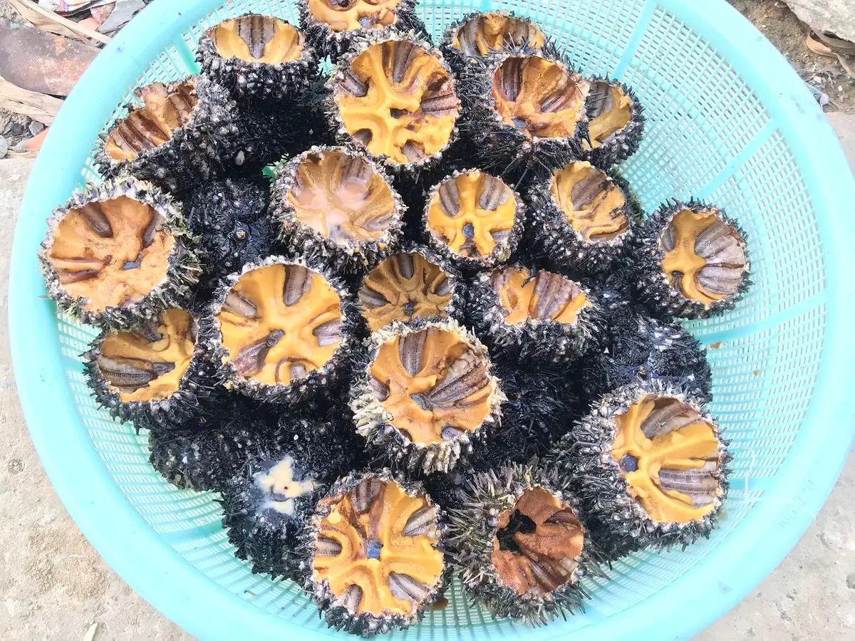 Nhum biển Ph&uacute; Y&ecirc;n - Đặc sản Ph&uacute; Y&ecirc;n ngon ngất ng&acirc;y dễ d&agrave;ng hạ gục c&aacute;c t&iacute;n đồ ẩm thực 5
