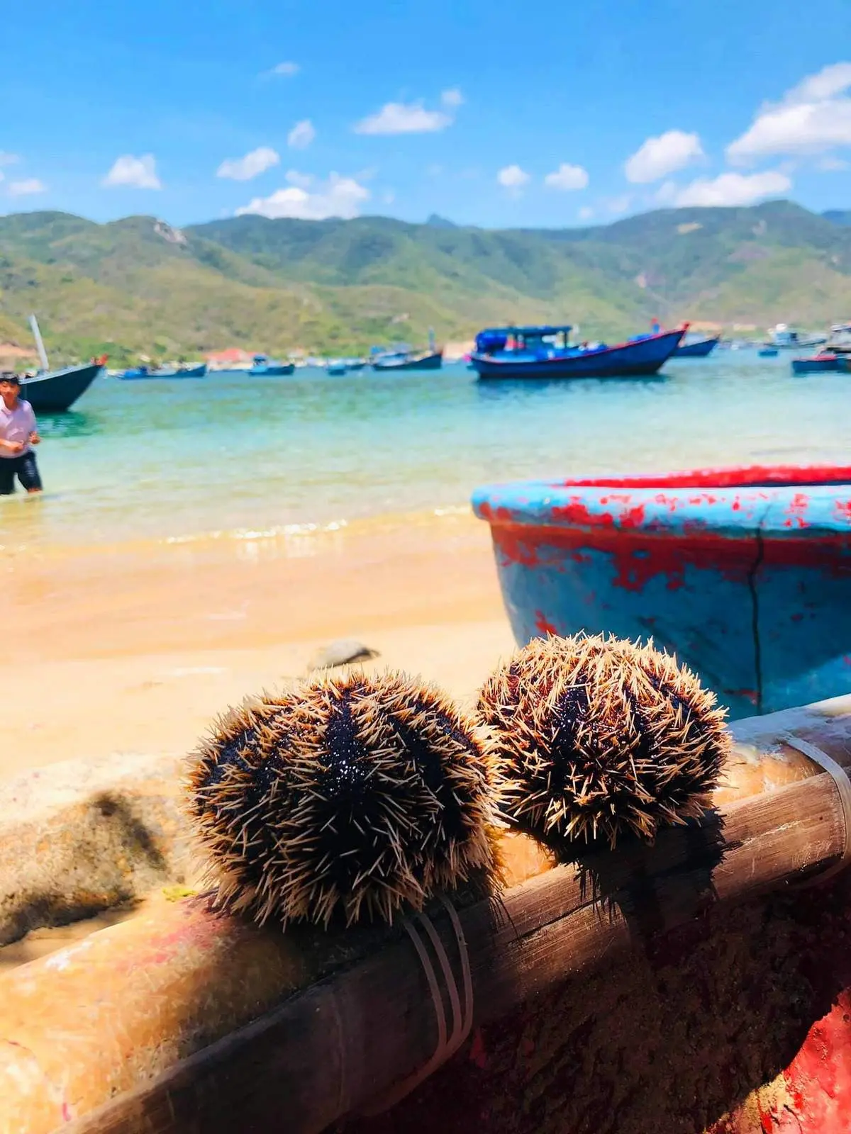 Nhum biển Ph&uacute; Y&ecirc;n - Đặc sản Ph&uacute; Y&ecirc;n ngon ngất ng&acirc;y dễ d&agrave;ng hạ gục c&aacute;c t&iacute;n đồ ẩm thực 3