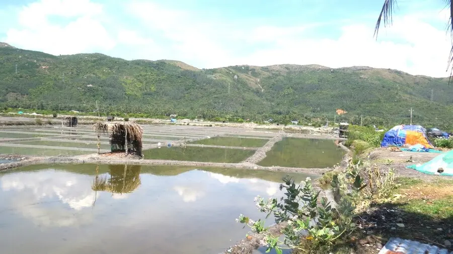 Nghề làm muối Tuyết Diêm, bức tranh lao động thanh bình giữa trời Phú Yên 4