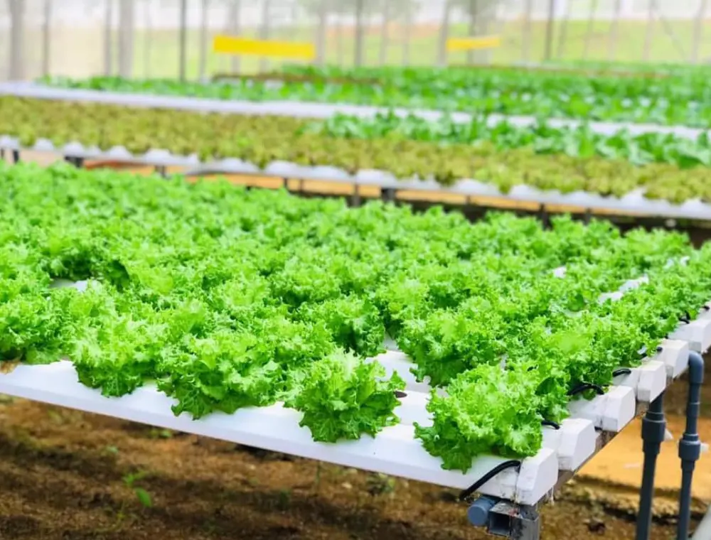 Tham quan Trang trại d&acirc;u t&acirc;y Ph&uacute; Y&ecirc;n thu h&uacute;t kh&aacute;ch du lịch thập phương 3