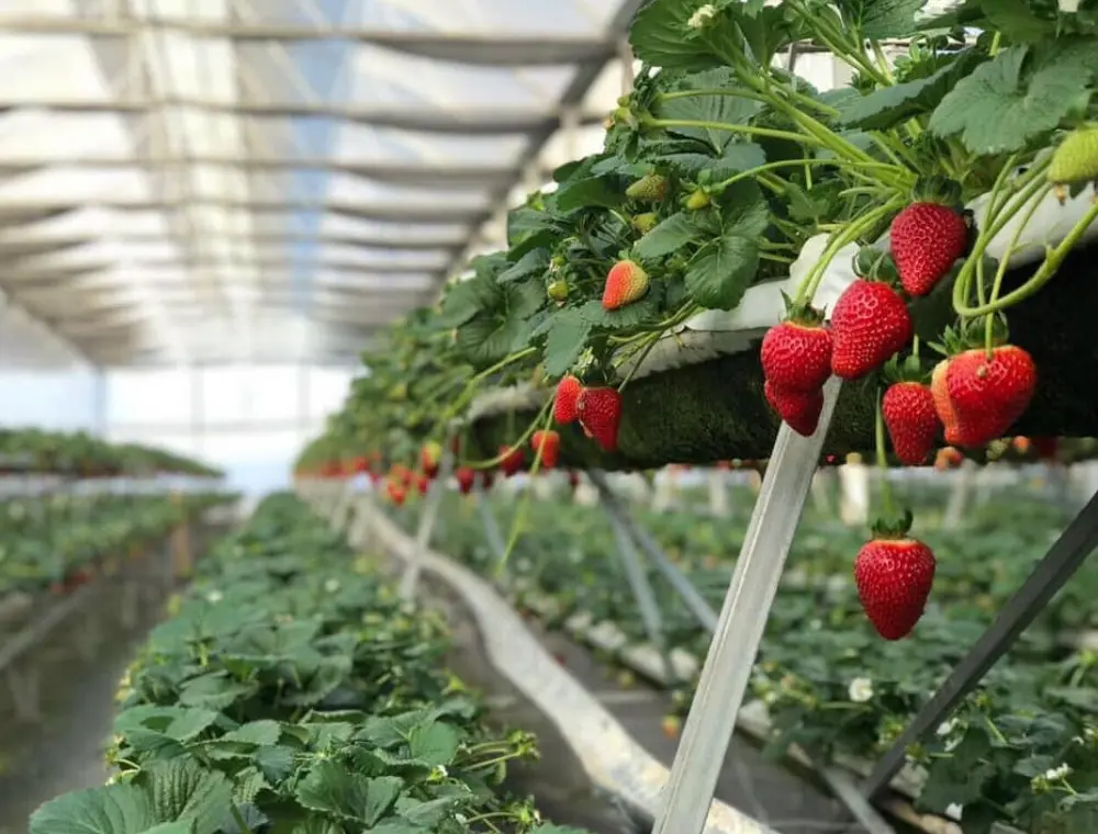 Tham quan Trang trại d&acirc;u t&acirc;y Ph&uacute; Y&ecirc;n thu h&uacute;t kh&aacute;ch du lịch thập phương 4