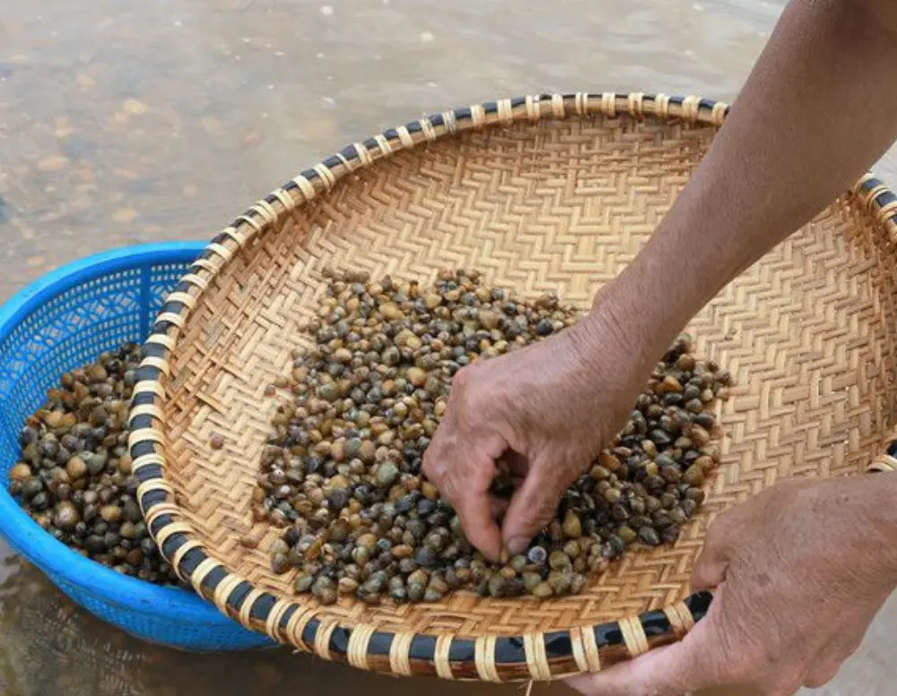 Đặc sản Chắt chắt sông Gianh khiến nhiều người mê mẩn 4