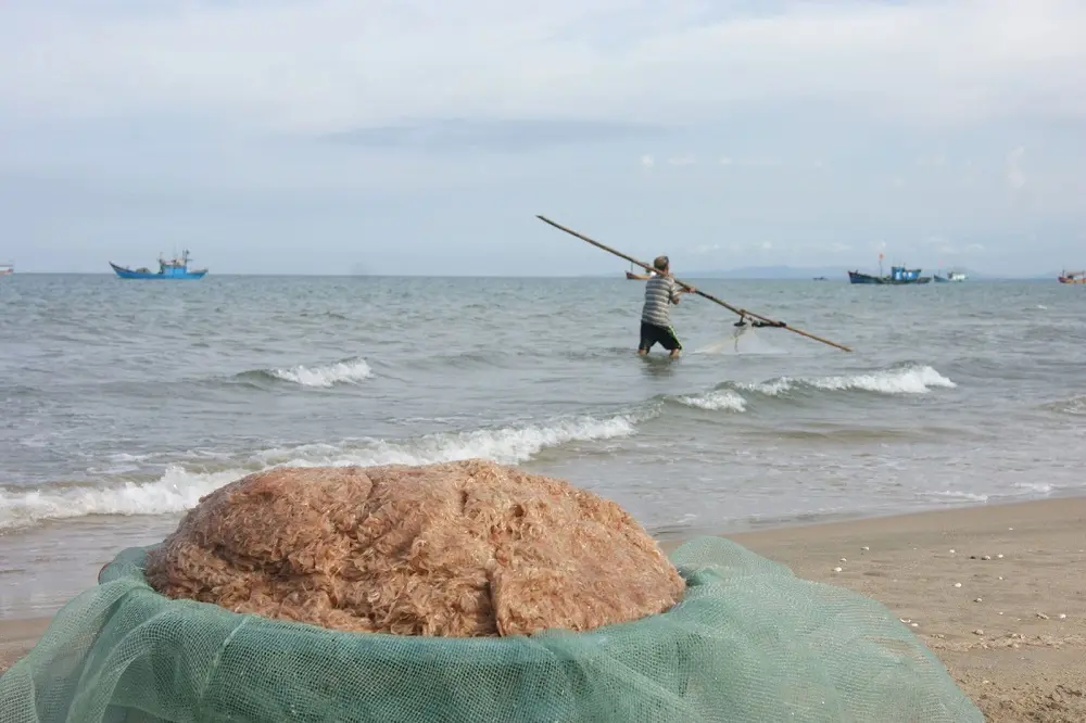 Đặc sản Mắm ruốc Quảng Bình với hương vị nồng nàn khó cưỡng 3