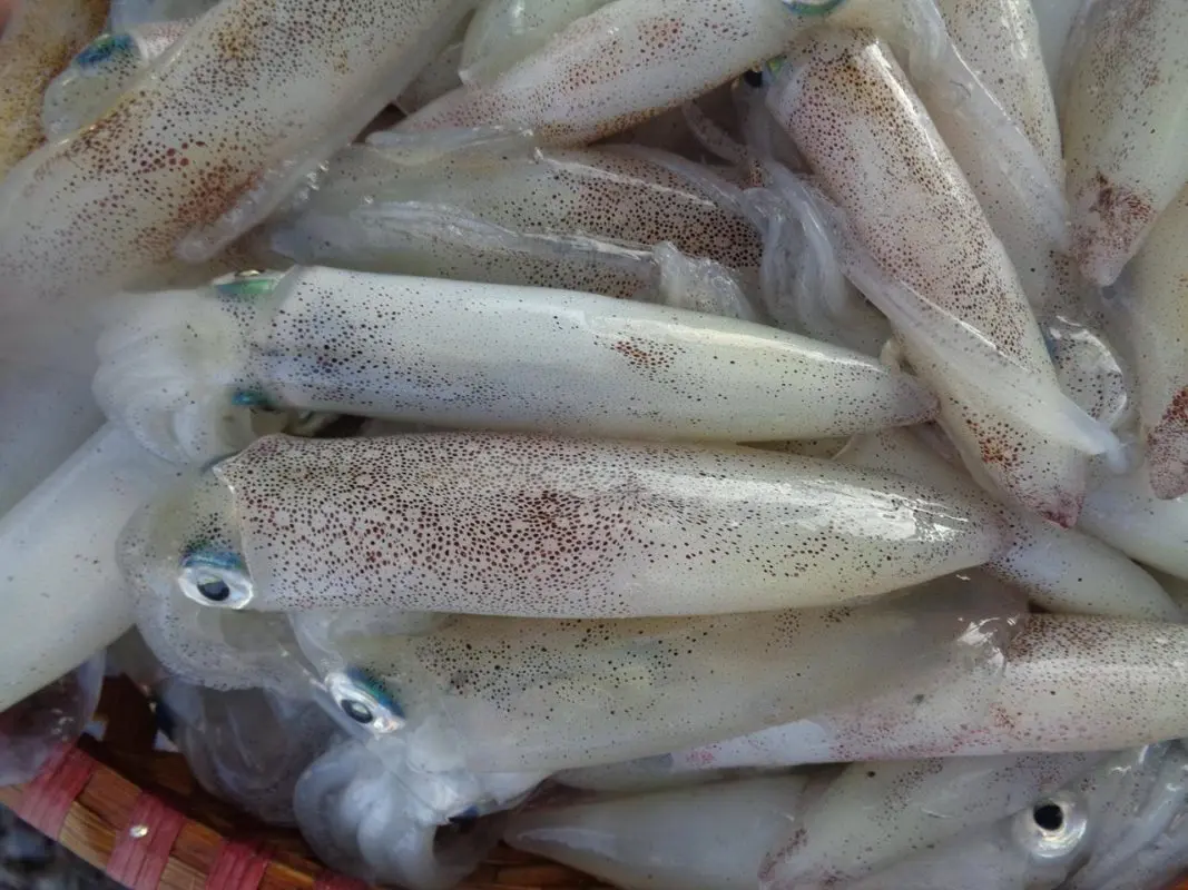 Đặc sản Mực nhảy Quảng B&igrave;nh v&agrave; những qu&aacute;n ngon kh&ocirc;ng thể bỏ lỡ 2