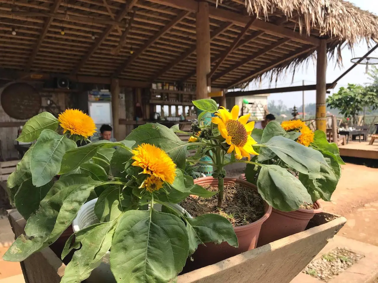 East Hill Phong Nha Quảng Bình, nơi chỉ có ta và thiên nhiên yên bình 15