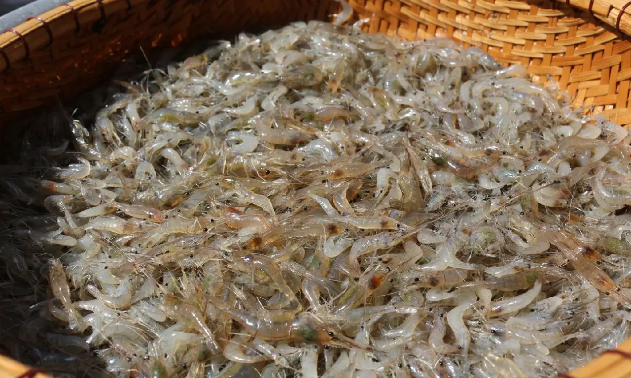 Nh&uacute;t t&eacute;p đồng Lệ Thuỷ Quảng B&igrave;nh, m&oacute;n lạ m&agrave; ngon 2