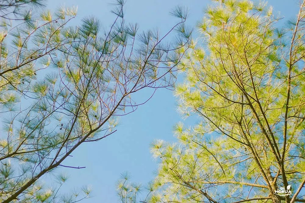 C&oacute; một Đ&agrave; Lạt ở Quảng B&igrave;nh vừa được bật m&iacute;, bạn c&oacute; biết chăng 10