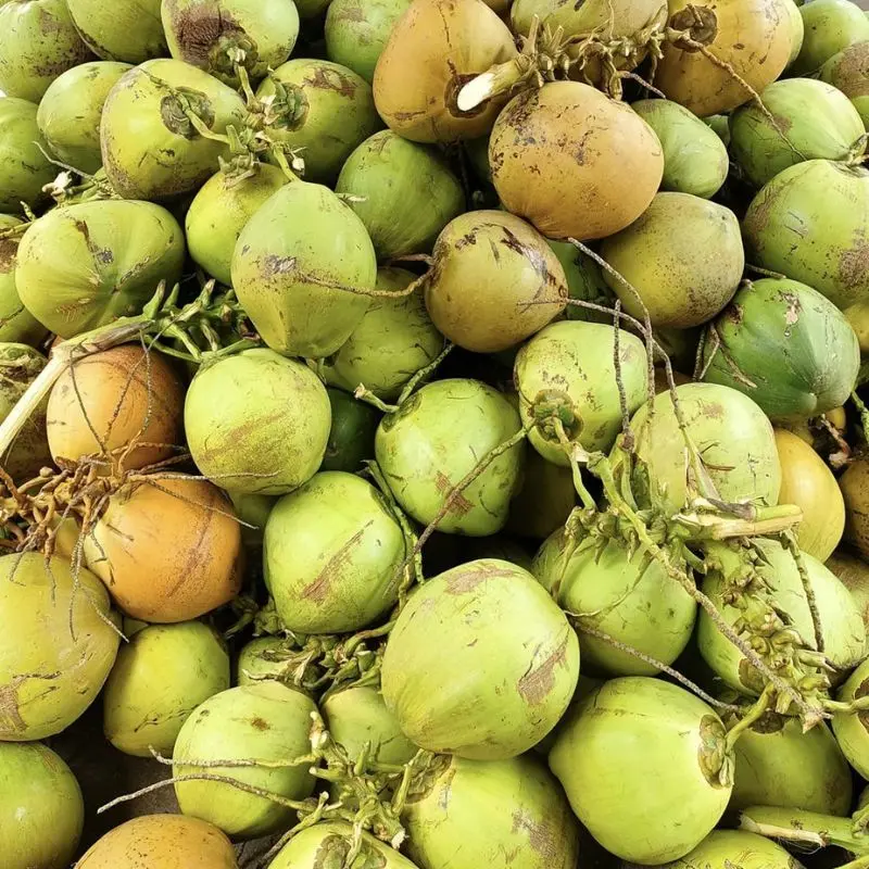 Dừa Tam Quan, sản vật trời ban của v&ugrave;ng đất B&igrave;nh Định 2