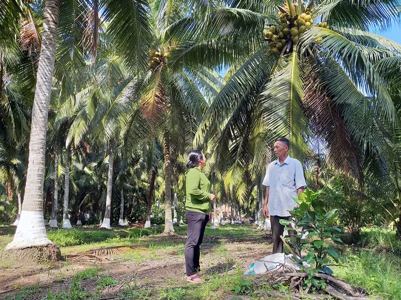 Dừa Tam Quan, sản vật trời ban của v&ugrave;ng đất B&igrave;nh Định 3