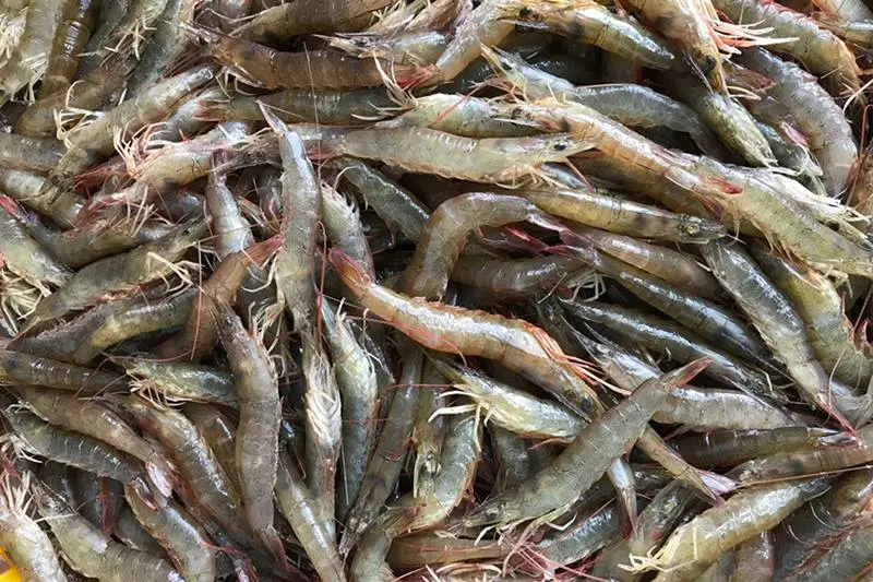 Thưởng thức m&oacute;n chả ram t&ocirc;m đất B&igrave;nh Định trứ danh đất v&otilde; 3