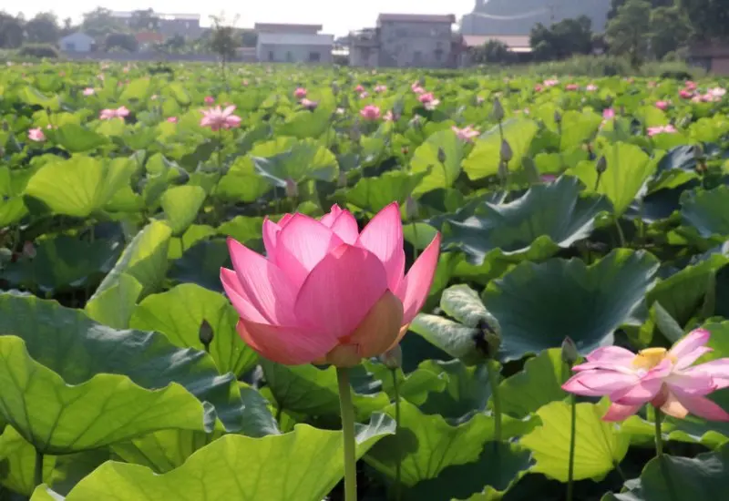 Kh&aacute;m ph&aacute; Mũi Vi Rồng: Tuyệt t&aacute;c thi&ecirc;n nhi&ecirc;n kỳ vĩ ở Quy Nhơn 11
