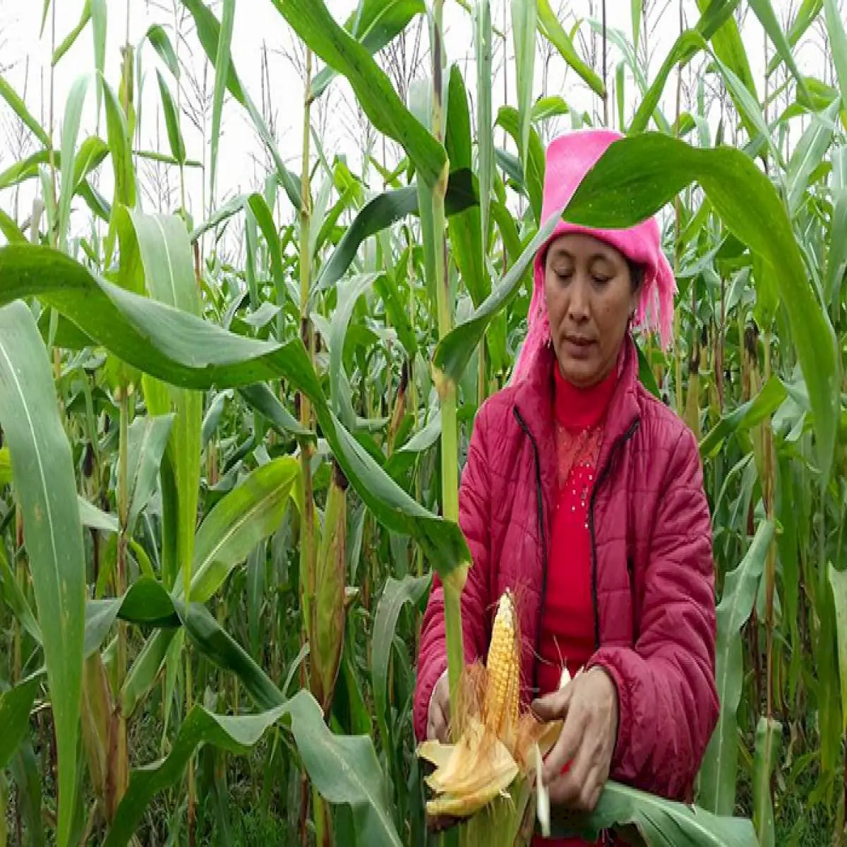 B&aacute;nh ng&ocirc; Sapa - Đặc sản Sapa đơn giản, mộc mạc 3