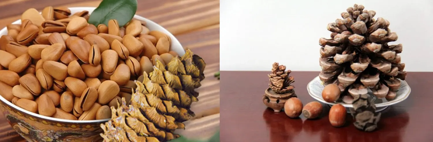 Hạt th&ocirc;ng Sapa - M&oacute;n qu&agrave; T&acirc;y Bắc đầy &yacute; nghĩa cho sức khỏe v&agrave; sắc đẹp 4