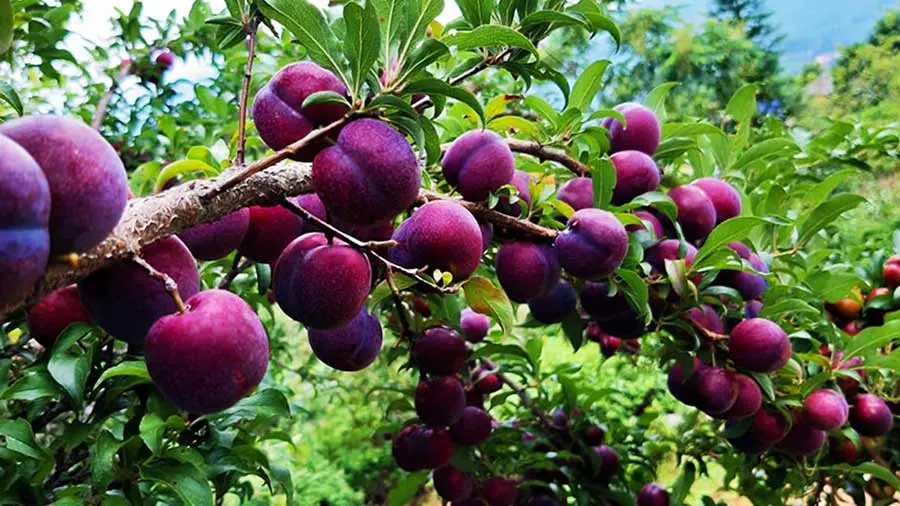 Mận Sapa, đ&agrave;o rọ - Những tr&aacute;i ngon của n&uacute;i rừng T&acirc;y Bắc 3