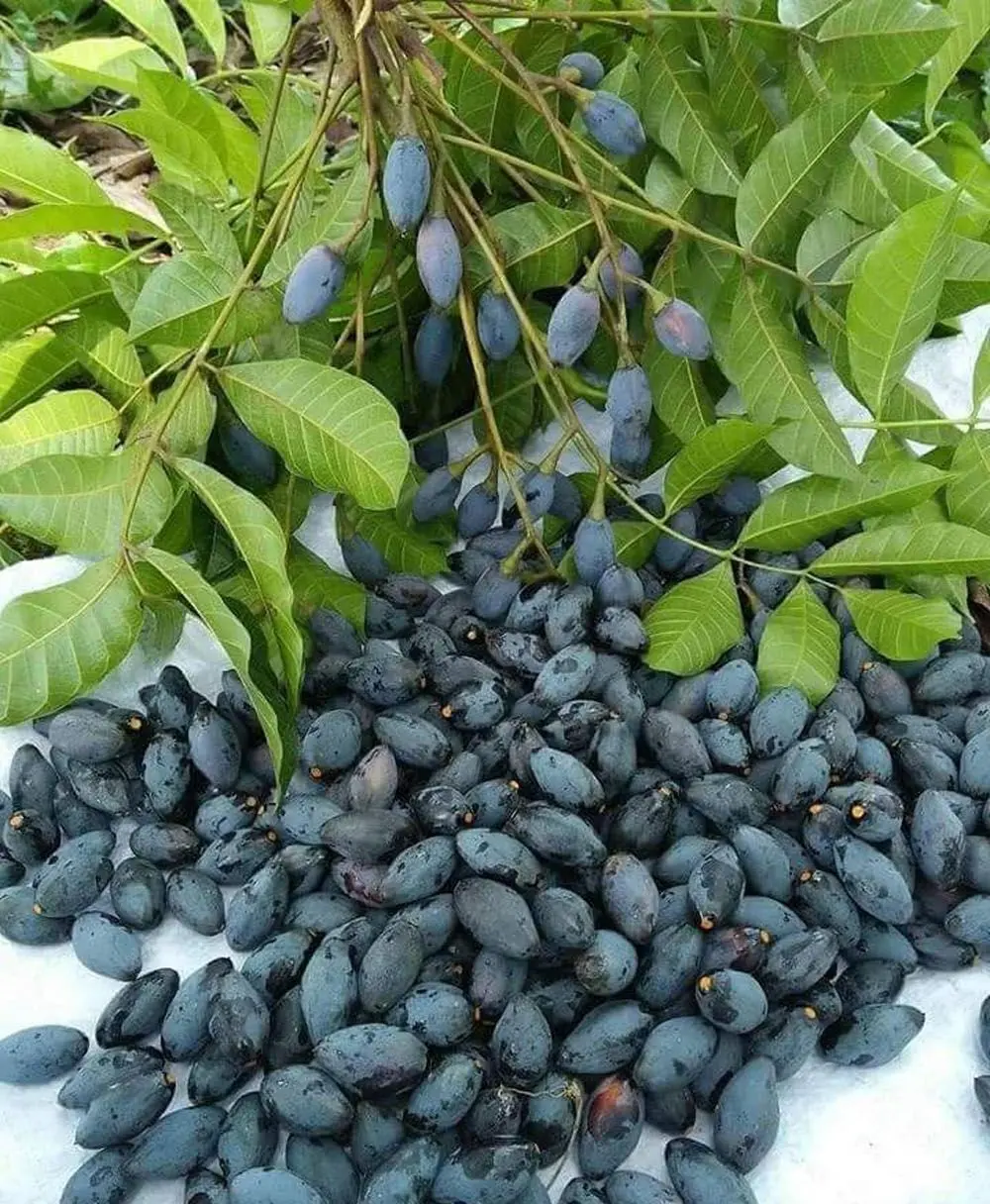 &Ocirc; mai tr&aacute;m Sapa - Vị ngọt tự nhi&ecirc;n v&ugrave;ng cao tốt cho sức khỏe 4