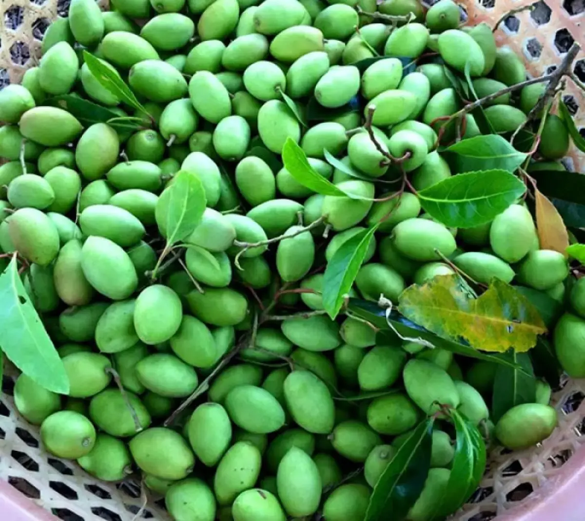 &Ocirc; mai tr&aacute;m Sapa - Vị ngọt tự nhi&ecirc;n v&ugrave;ng cao tốt cho sức khỏe 3