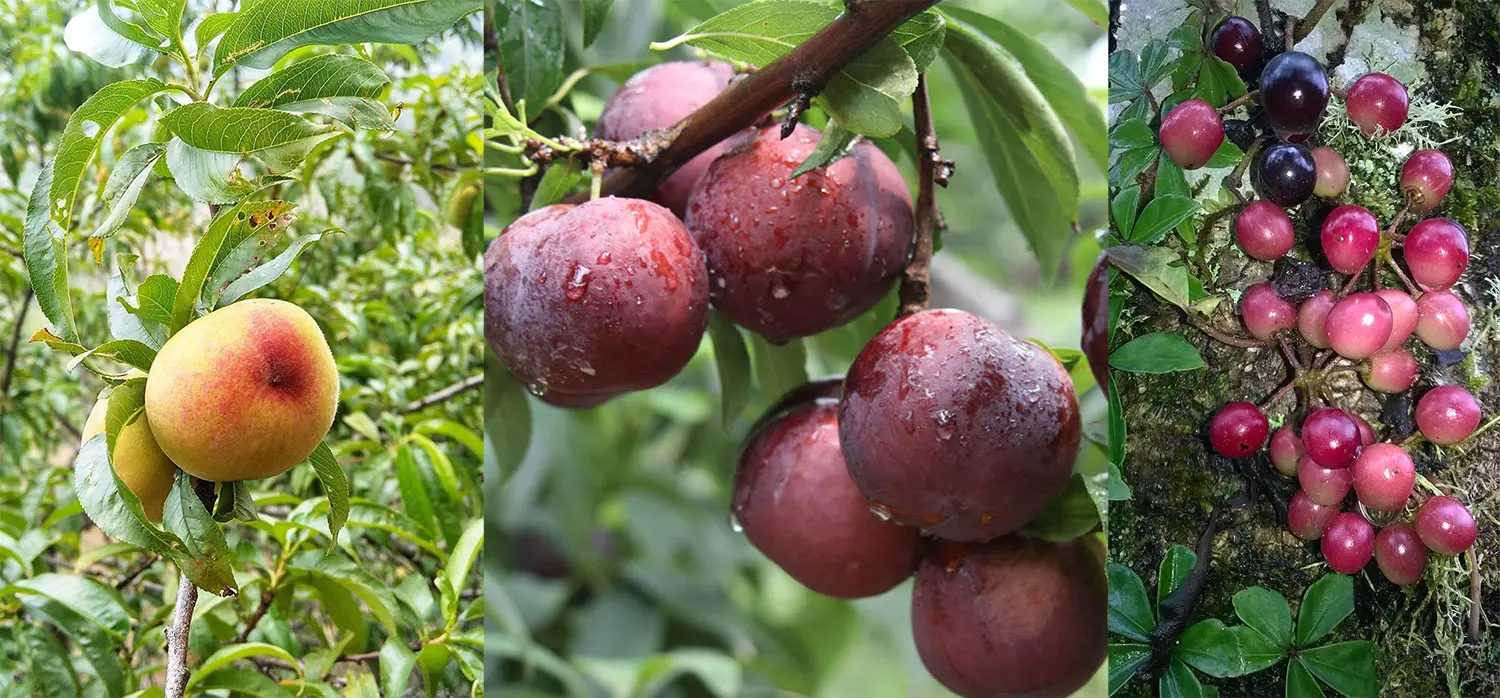 Hoa quả đặc sản Sapa - Món quà chốn núi rừng Tây Bắc gửi tặng những người bạn miền xuôi