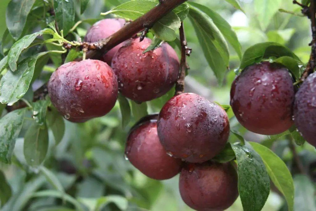Mận Sapa, đào rọ - Những trái ngon của núi rừng Tây Bắc