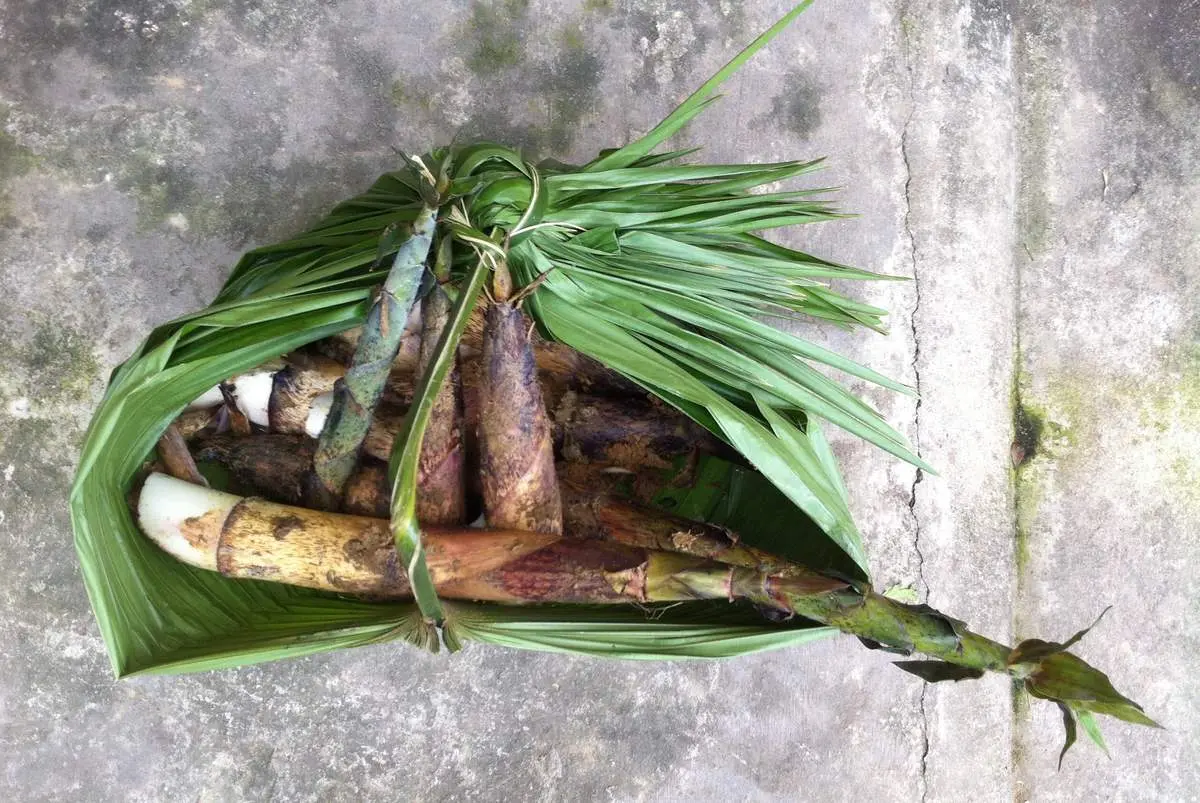 Măng vầu Sapa – Mang đặc sản bình dị nơi vùng núi Tây Bắc lên bàn ăn của người miền xuôi