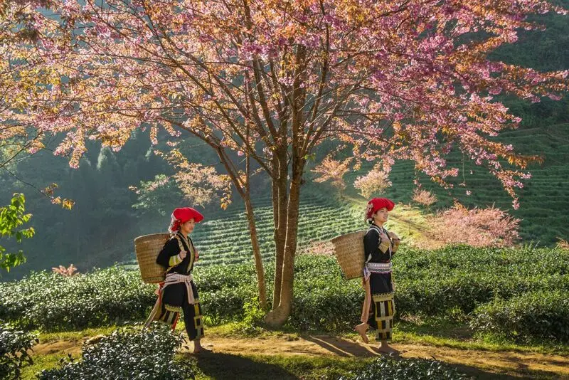 10 tuyệt t&aacute;c cảnh đẹp Sapa, nơi biển m&acirc;y v&agrave; thi&ecirc;n nhi&ecirc;n giao h&ograve;a 11