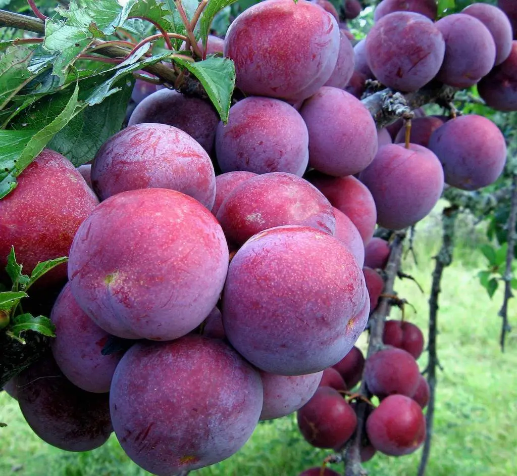 Đất trời Sapa 12 th&aacute;ng với cảnh sắc biến đổi say đắm l&ograve;ng người 7