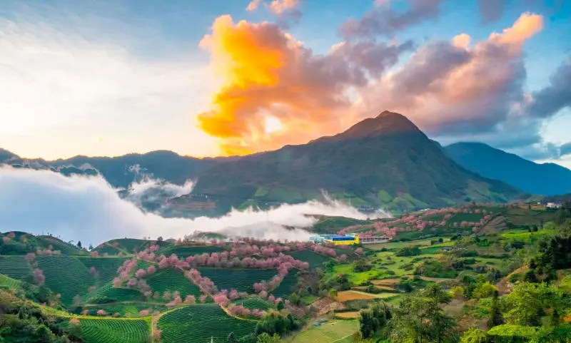 Đồi ch&egrave; &Ocirc; Long v&agrave;o m&ugrave;a hoa anh đ&agrave;o nở rộ rực rỡ 7