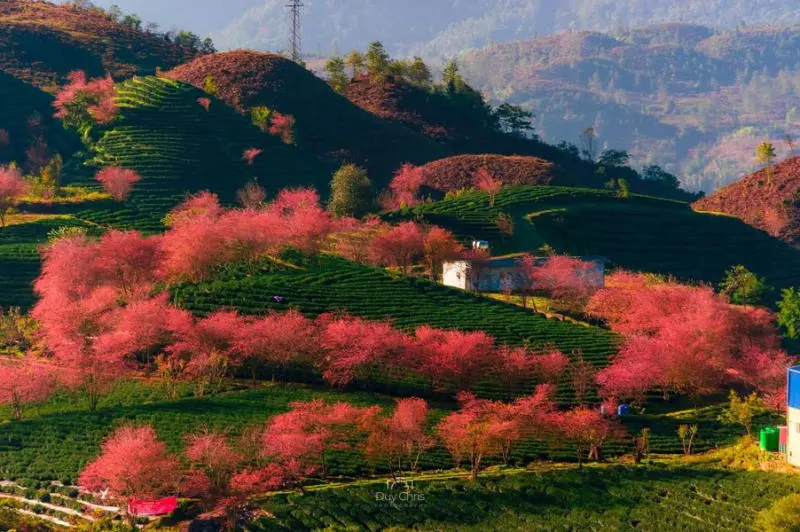 Đồi ch&egrave; &Ocirc; Long v&agrave;o m&ugrave;a hoa anh đ&agrave;o nở rộ rực rỡ 2