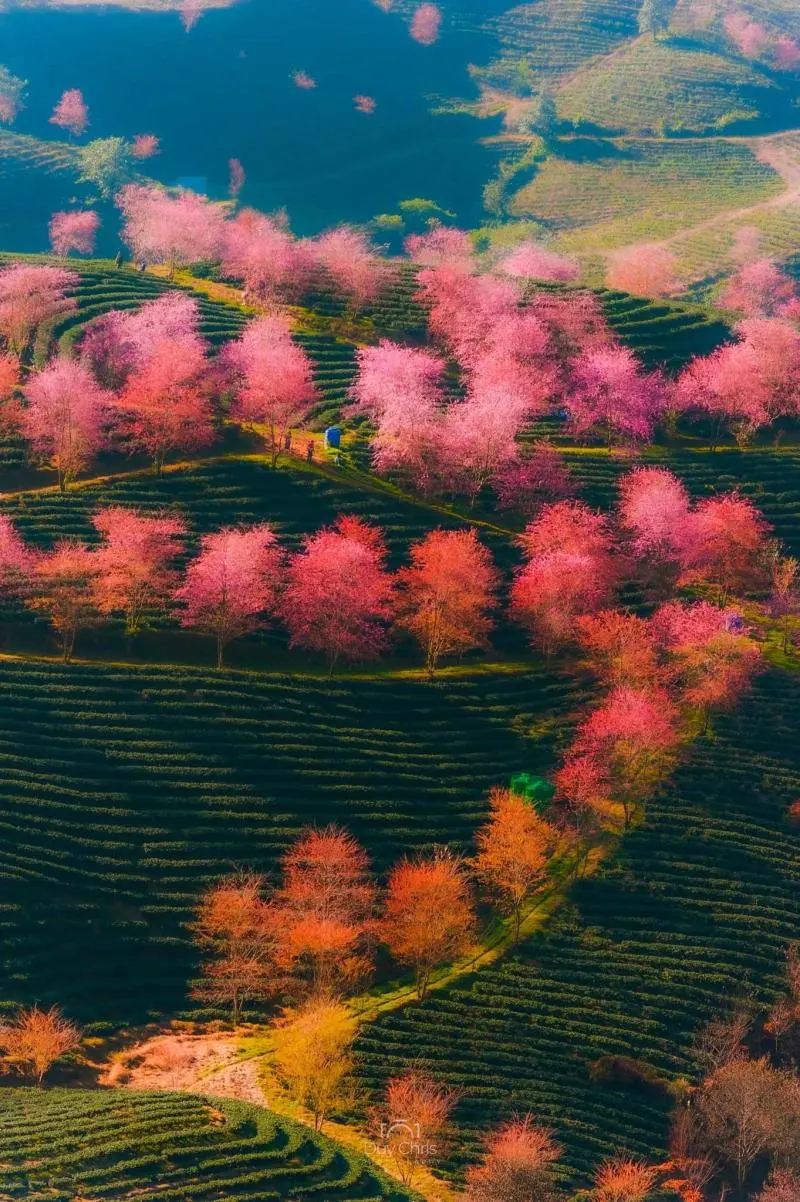 Đồi ch&egrave; &Ocirc; Long v&agrave;o m&ugrave;a hoa anh đ&agrave;o nở rộ rực rỡ 3