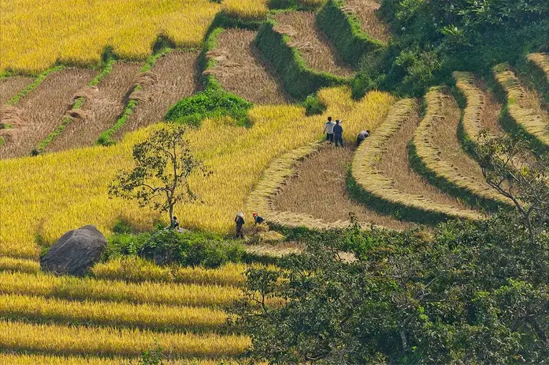 Kiệt t&aacute;c ruộng bậc thang Sapa giữa miền n&uacute;i cao T&acirc;y Bắc 2
