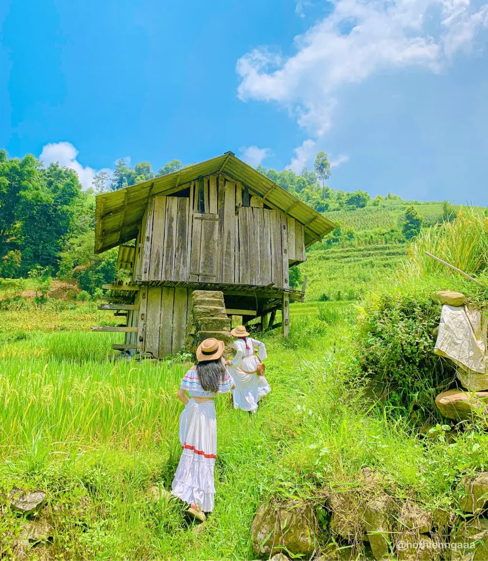 M&ugrave;a L&uacute;a Nậm Cang Sapa mang theo vẻ đẹp b&igrave;nh y&ecirc;n đến nao l&ograve;ng 2