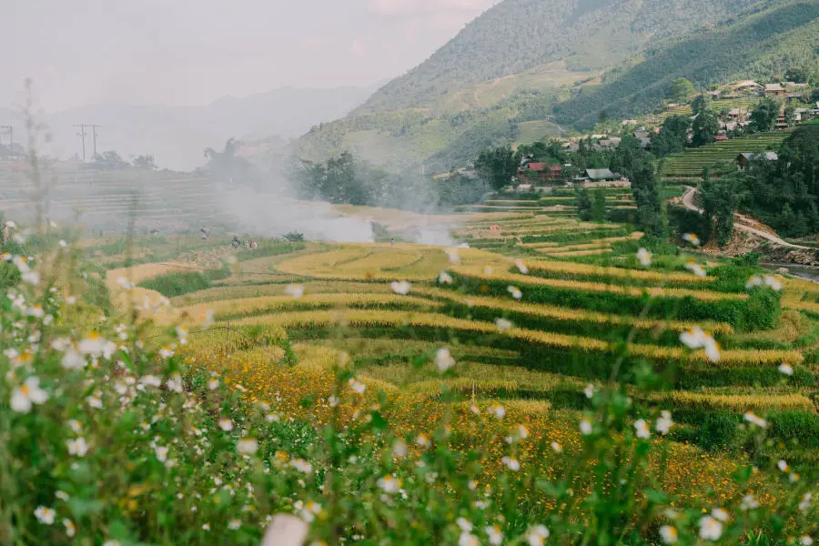 M&ugrave;a v&agrave;ng tr&ecirc;n Bản Tả Van dịu d&agrave;ng trong đ&ocirc;i mắt của lữ kh&aacute;ch bốn phương 7