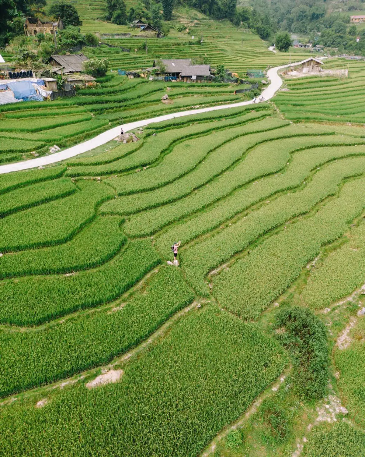 Review Tả Van m&ugrave;a l&uacute;a ch&iacute;n đẹp đắm say l&ograve;ng người 9