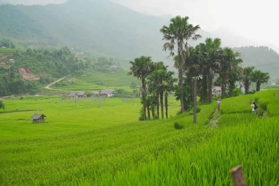 Sapa th&aacute;ng 7 đẹp ngẩn ngơ c&ugrave;ng m&ugrave;a l&uacute;a Nậm Cang bao quanh bản l&agrave;ng 3