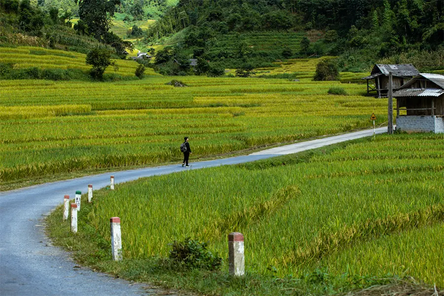 Vẻ đẹp rực rỡ của m&ugrave;a v&agrave;ng Sapa đẹp như bước ra từ tranh vẽ 6