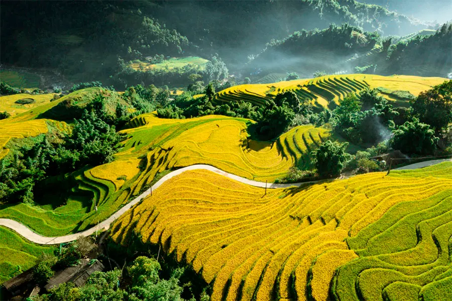 Vẻ đẹp rực rỡ của m&ugrave;a v&agrave;ng Sapa đẹp như bước ra từ tranh vẽ 4
