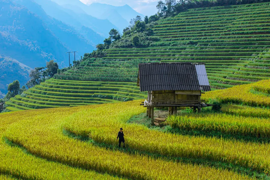 Vẻ đẹp rực rỡ của m&ugrave;a v&agrave;ng Sapa đẹp như bước ra từ tranh vẽ 5