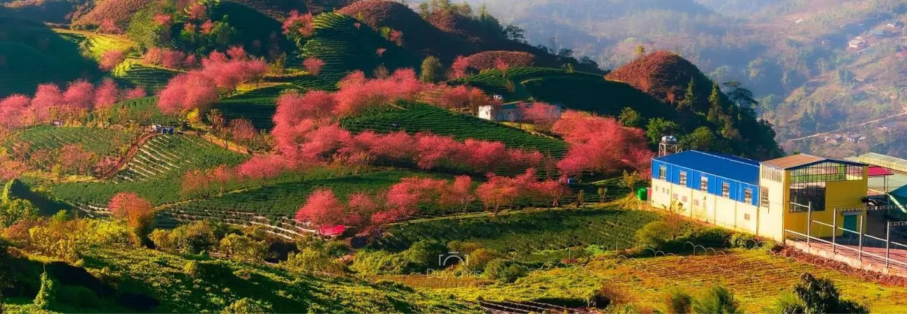 Đồi chè Ô Long vào mùa hoa anh đào nở rộ rực rỡ