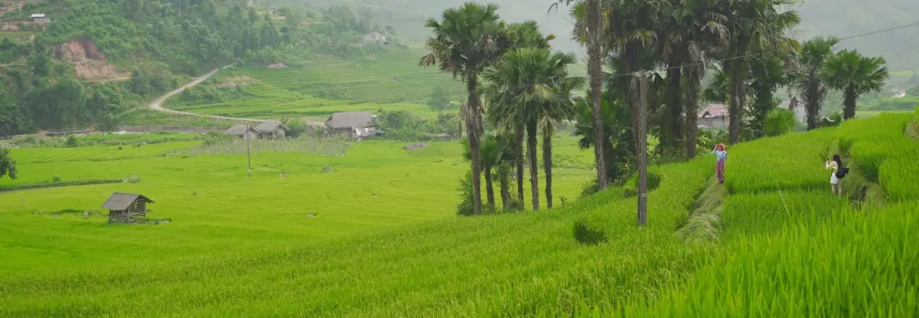 Sapa tháng 7 đẹp ngẩn ngơ cùng mùa lúa Nậm Cang bao quanh bản làng