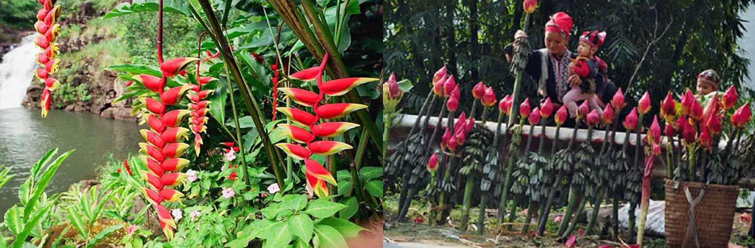 Lễ hội hoa chuối Sapa - Độc đ&aacute;o ng&agrave;y hội cầu mong mọi điều su&ocirc;n sẻ của người Xa Ph&oacute; 2