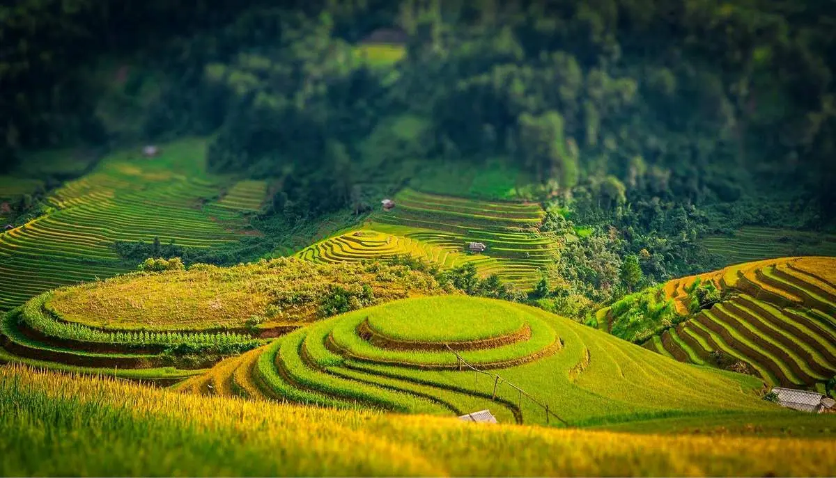 Gợi &yacute; lịch tr&igrave;nh ngắm l&uacute;a ở Sapa, mang vẻ đẹp rực rỡ, đơn sơ nhưng đầy ấn tượng 3