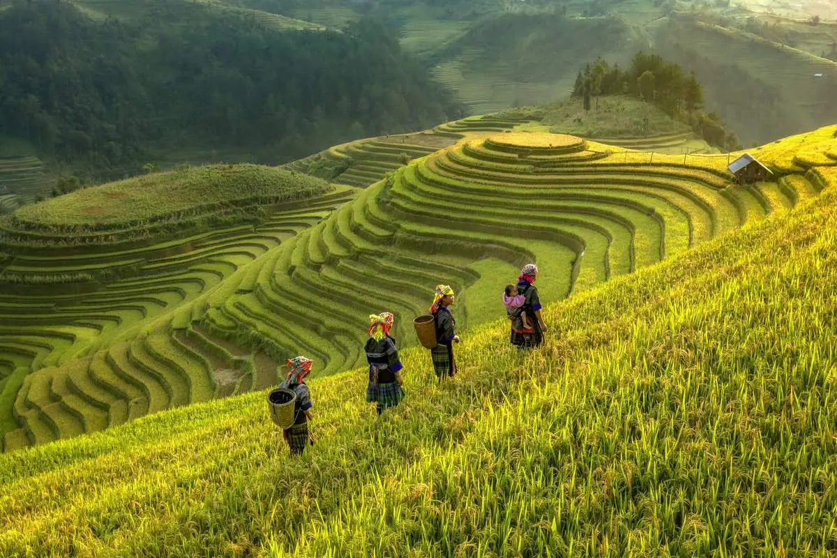 Gợi &yacute; lịch tr&igrave;nh ngắm l&uacute;a ở Sapa, mang vẻ đẹp rực rỡ, đơn sơ nhưng đầy ấn tượng 8