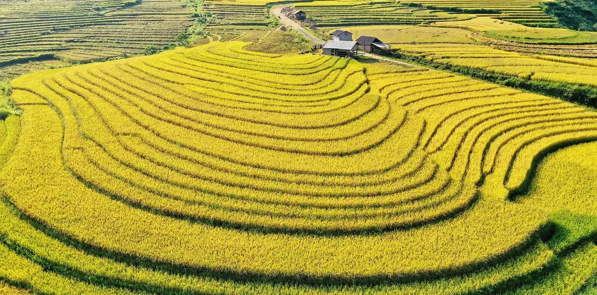 Gợi &yacute; lịch tr&igrave;nh ngắm l&uacute;a ở Sapa, mang vẻ đẹp rực rỡ, đơn sơ nhưng đầy ấn tượng 5