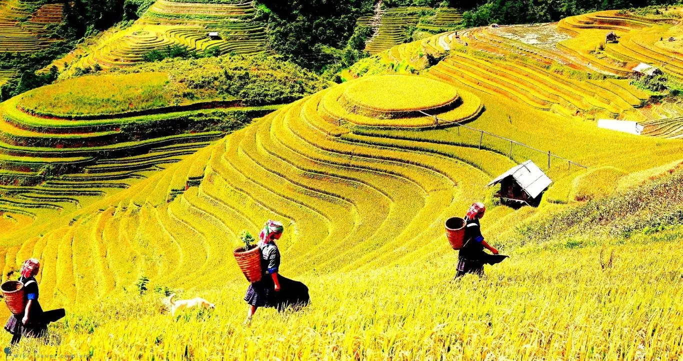 Gợi &yacute; lịch tr&igrave;nh ngắm l&uacute;a ở Sapa, mang vẻ đẹp rực rỡ, đơn sơ nhưng đầy ấn tượng 10