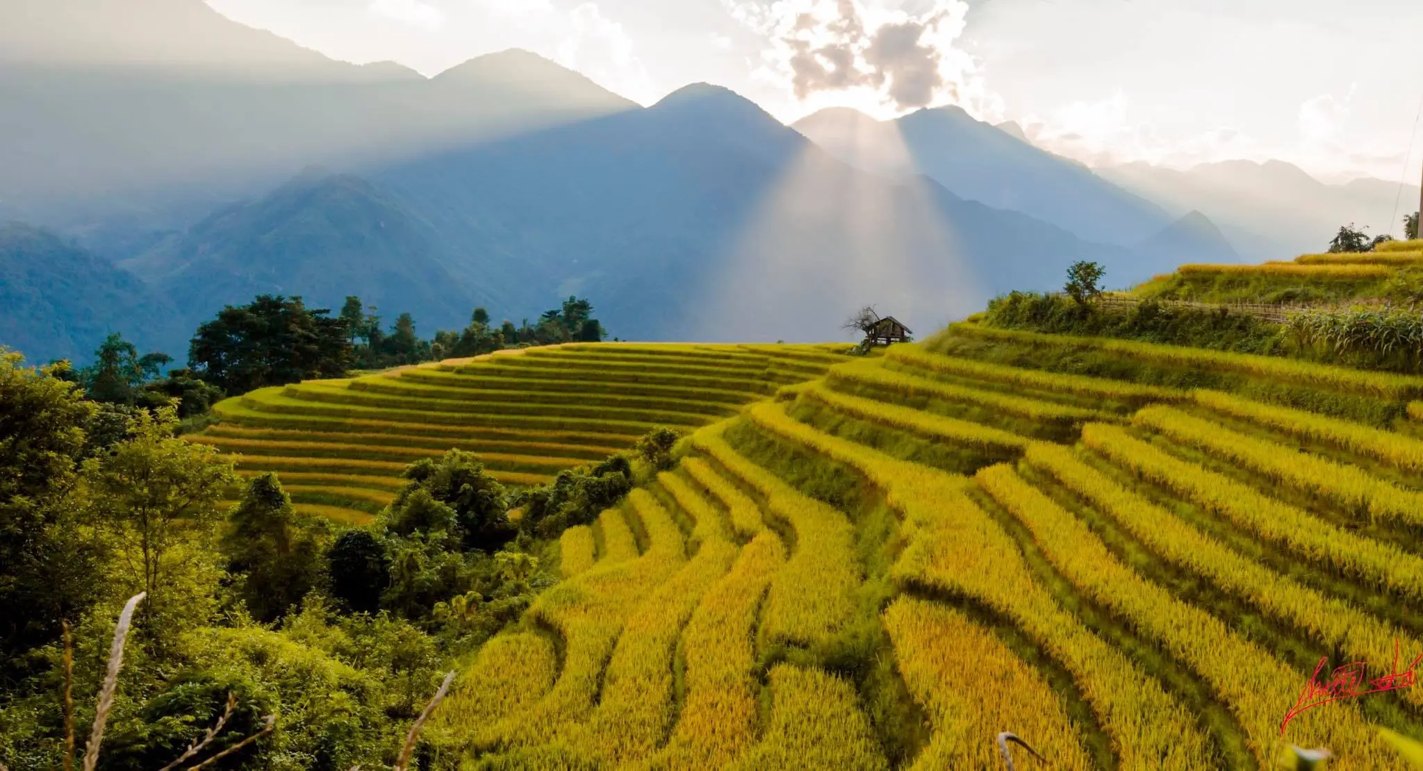Gợi &yacute; lịch tr&igrave;nh ngắm l&uacute;a ở Sapa, mang vẻ đẹp rực rỡ, đơn sơ nhưng đầy ấn tượng 6